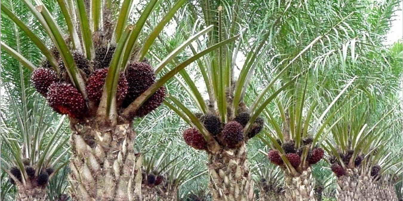 Harga Sawit Anjlok, Petani Swadaya Hadapi Tekanan